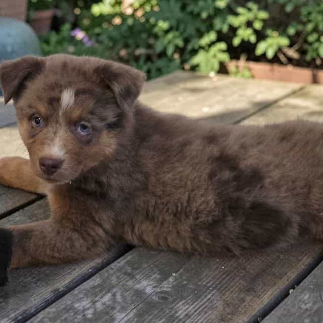 River - Australian Shepherd Male