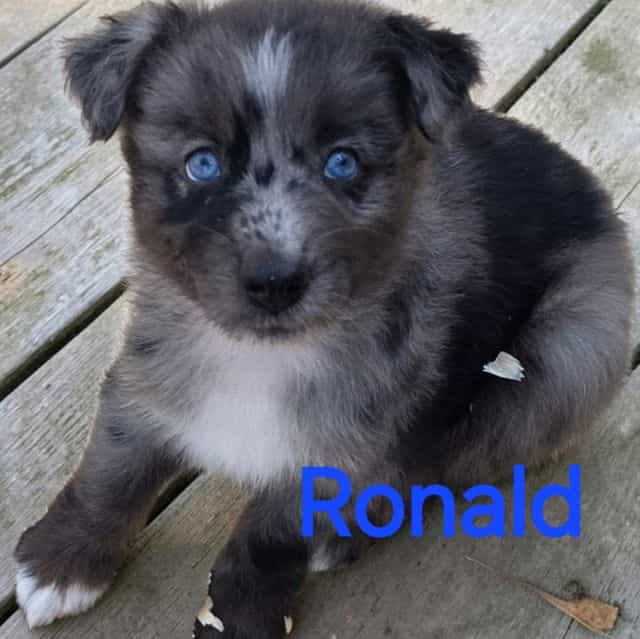 Ronald - Australian Shepherd Male
