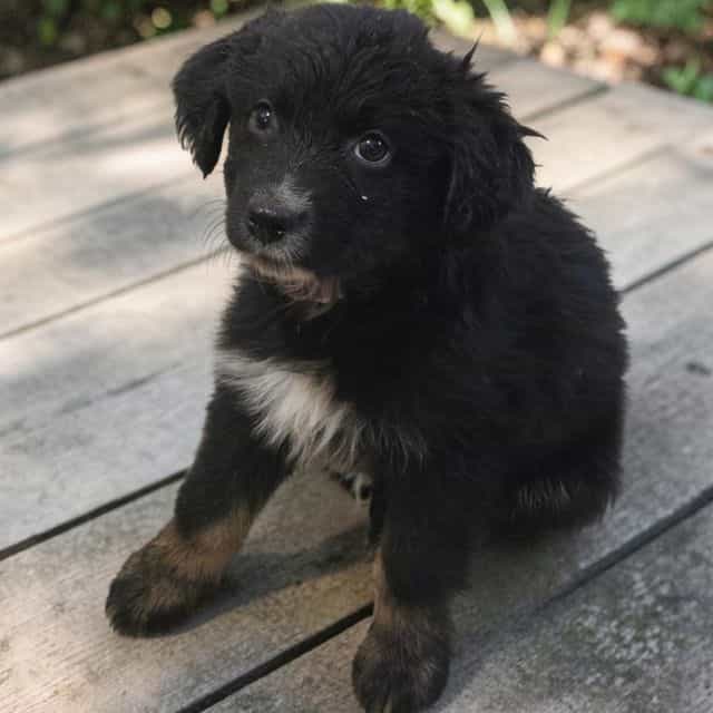 Remi - Australian Shepherd Female