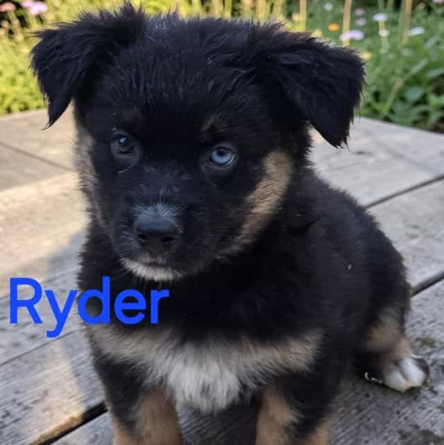Ryder - Australian Shepherd Male