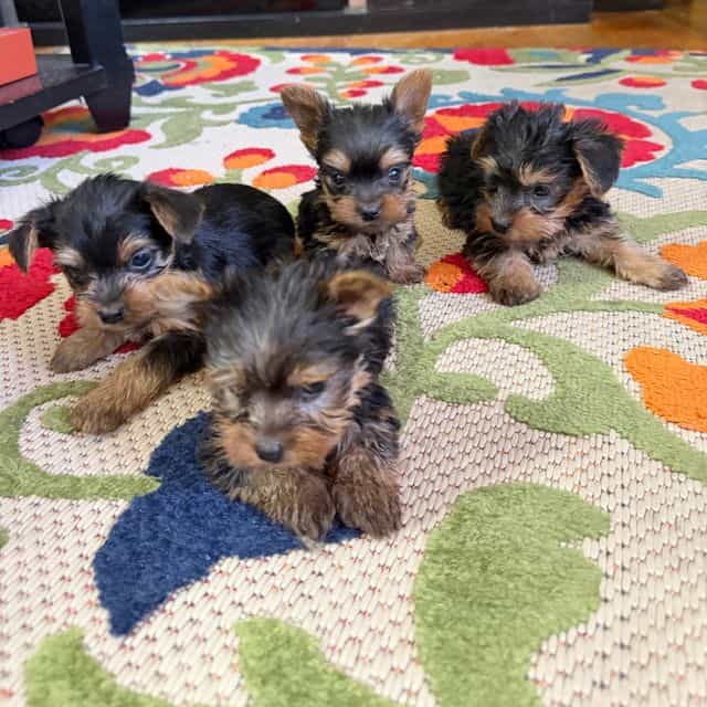 Marina - Yorkshire Terrier Female