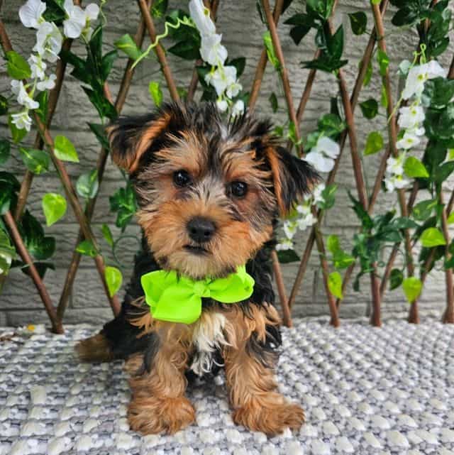 Bastian - Yorkshire Terrier Male