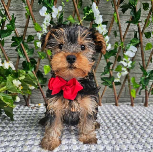 Theo - Yorkshire Terrier Male