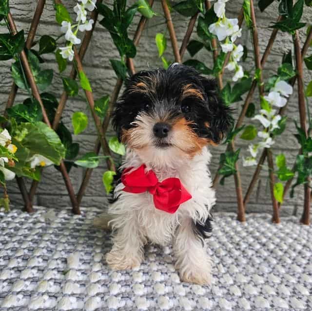 Milo - Yorkshire Terrier Male