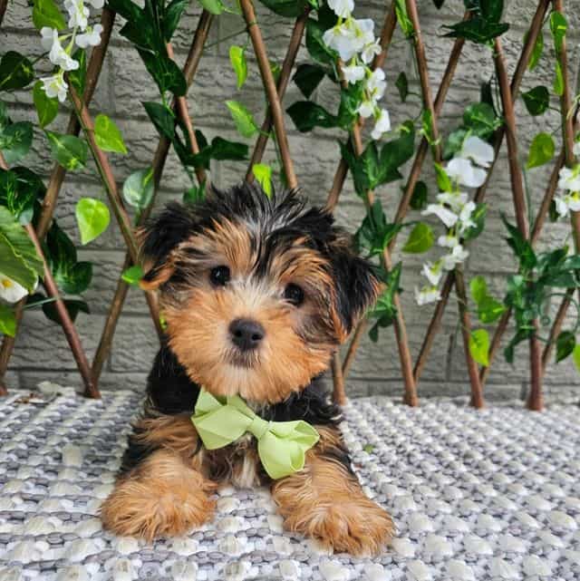 Tucker - Yorkshire Terrier Male