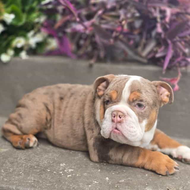 Maribell - English Bulldog Female