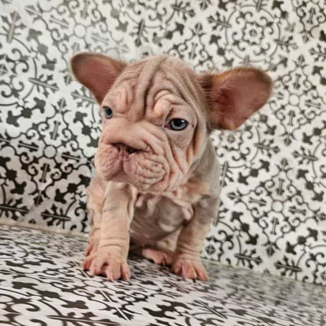 Isabella  - French Bulldog Female