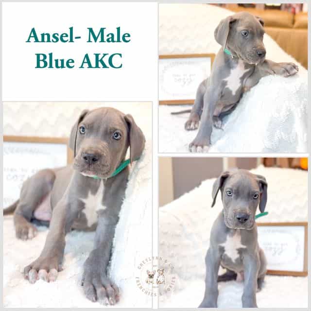 Ansel - Great Dane Male