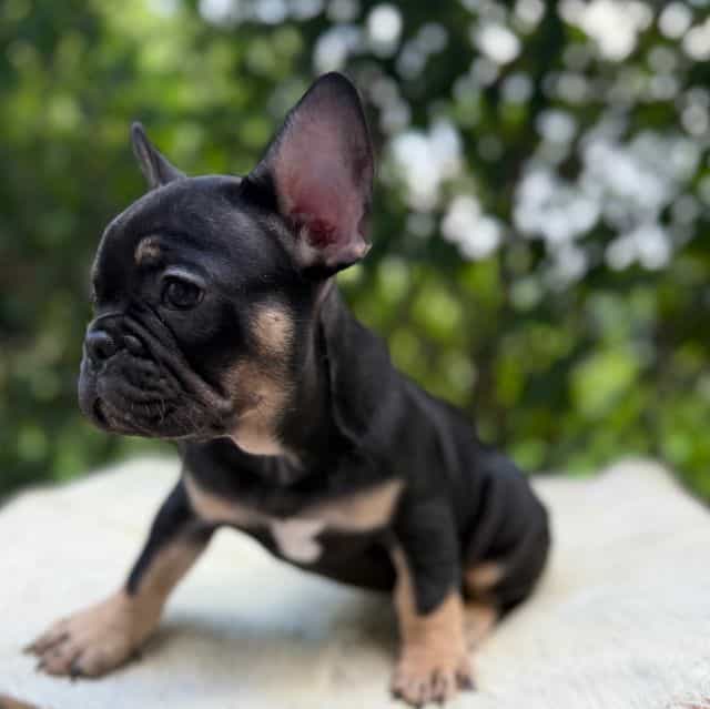Carmen - French Bulldog Female