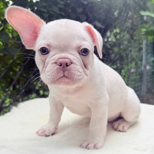 Oz - French Bulldog Male