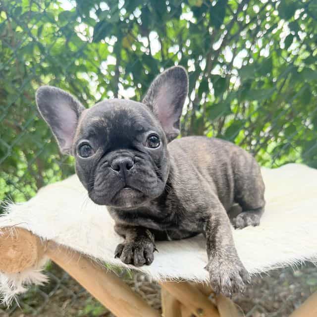 Saint - French Bulldog Male