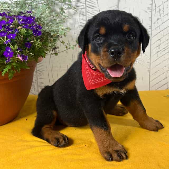 Josie Adopted - Rottweiler Female