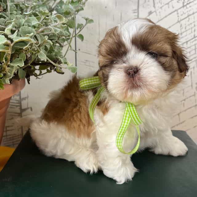 Nugget - Shih Tzu Male