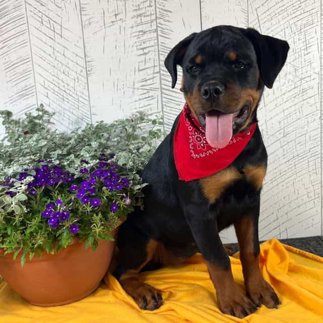 Emma - Rottweiler Female