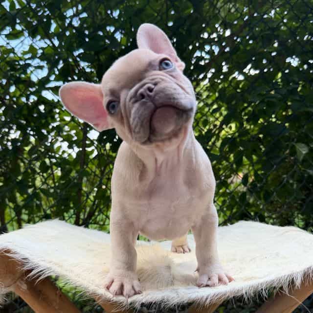 Manly - French Bulldog Male