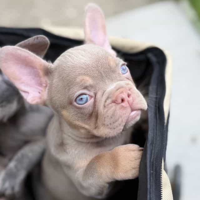 Gorgeous  - French Bulldog Female