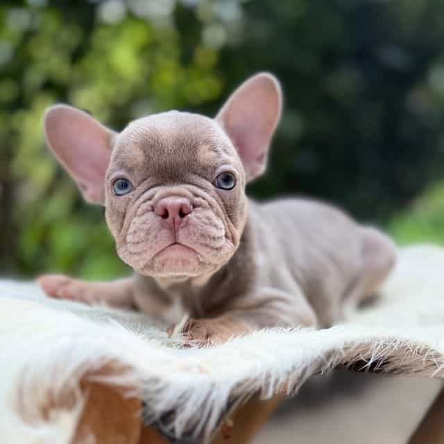 Dozer - French Bulldog Male
