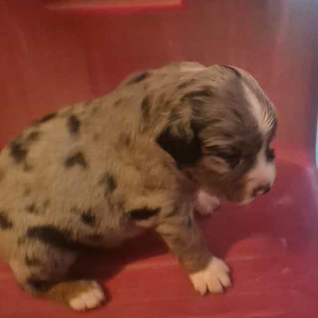Glinda - Aussiedoodle Female