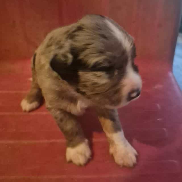 Tin man - Aussiedoodle Male