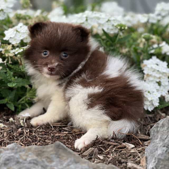 Robin - Pomeranian Female