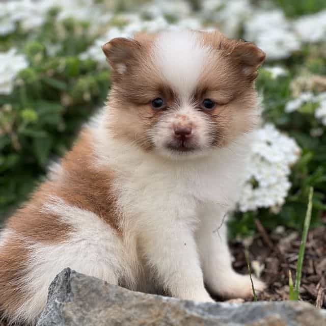 Royce - Pomeranian Male