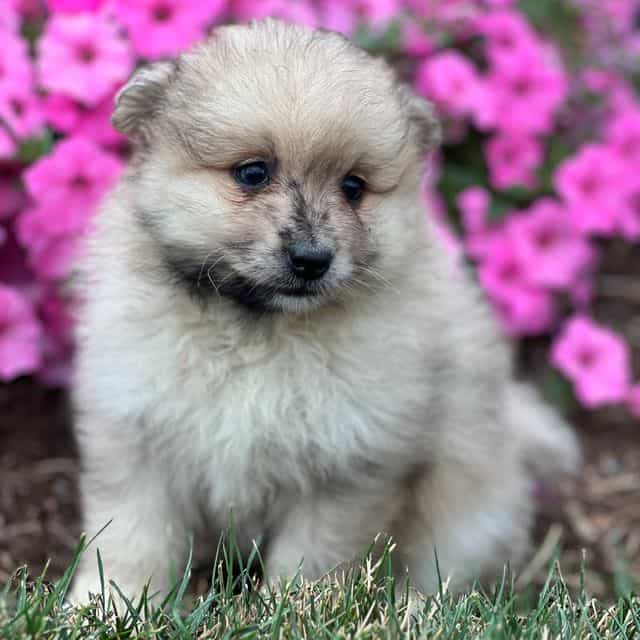 Simba - Pomeranian Male
