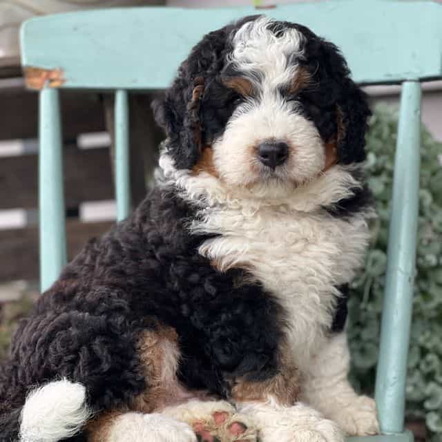 Moose - Bernedoodle Male