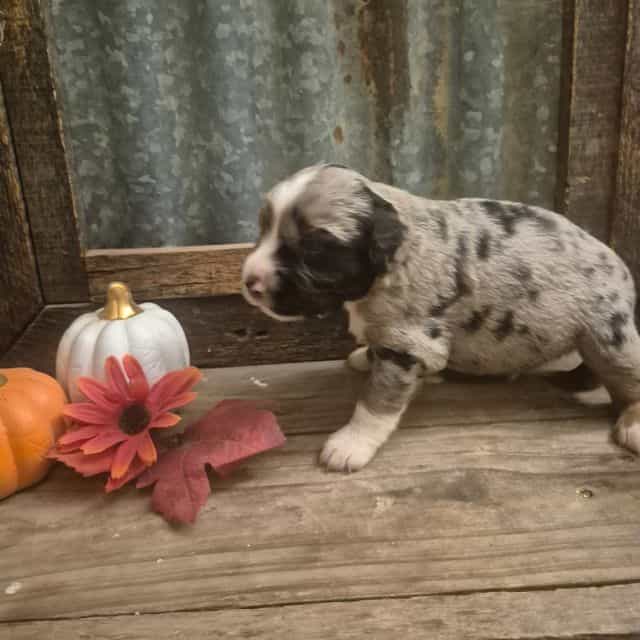 Wizard - Aussiedoodle Male