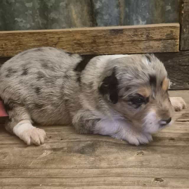 Glinda - Aussiedoodle Female