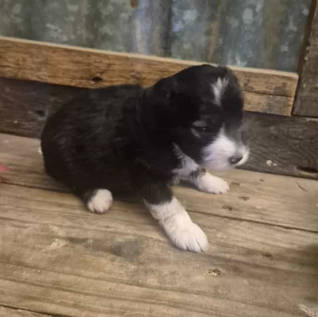 Toto - Aussiedoodle Male
