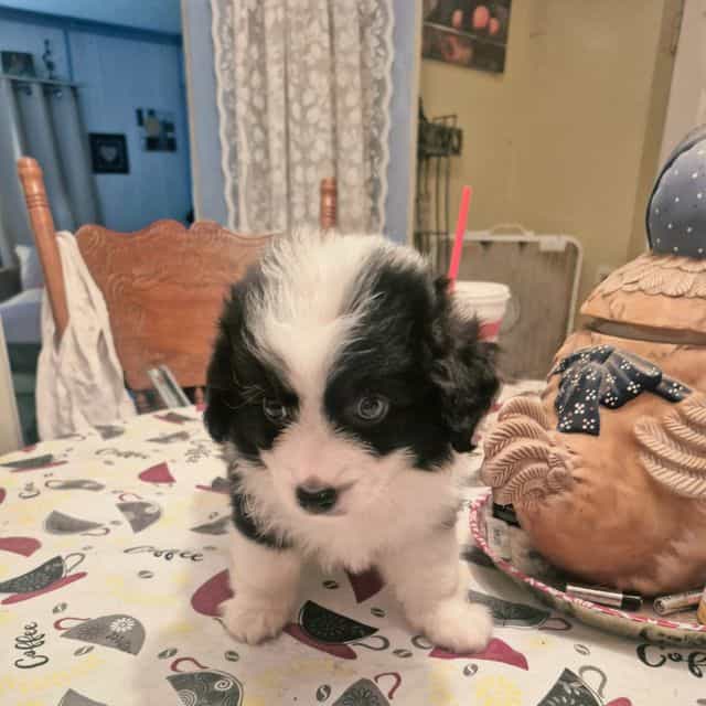Mork - Miniature American Shepherd (Mini Aussie) Male