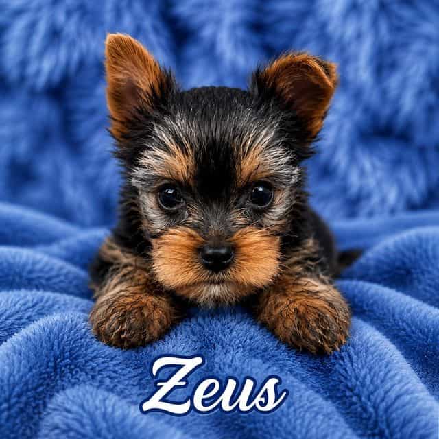 Zeus - Yorkshire Terrier Male