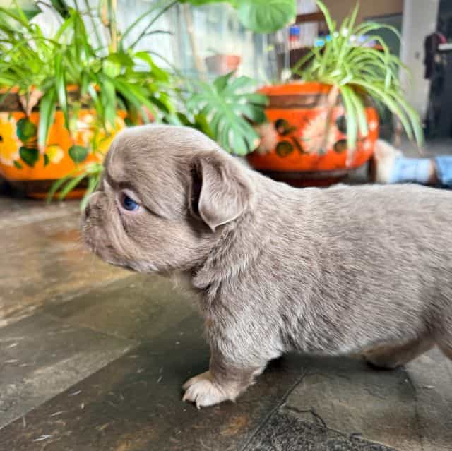 Big rope fluffy - French Bulldog Female