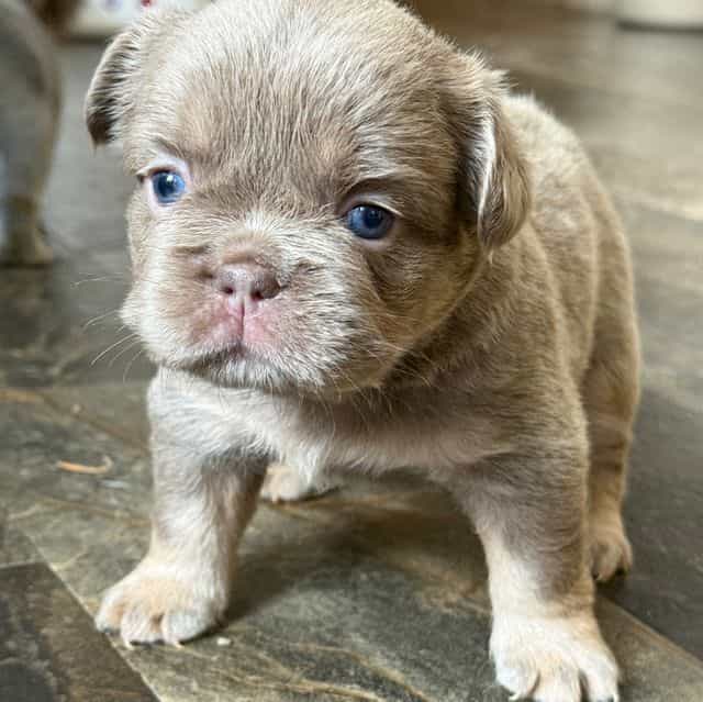 Big rope fluffy - French Bulldog Male