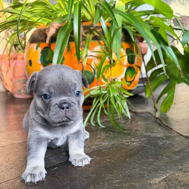 Big rope lilac  - French Bulldog Female