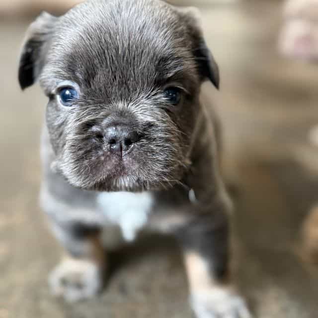 Big rope fluffy - French Bulldog Male