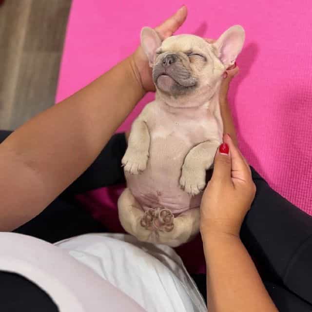 Manly - French Bulldog Male
