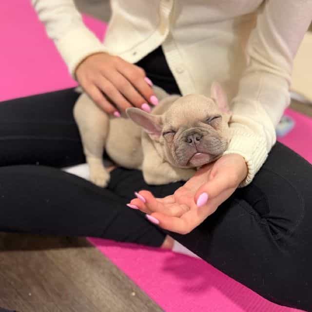 Dozer - French Bulldog Male