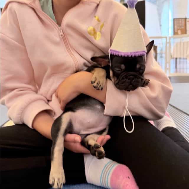 Carmen - French Bulldog Female