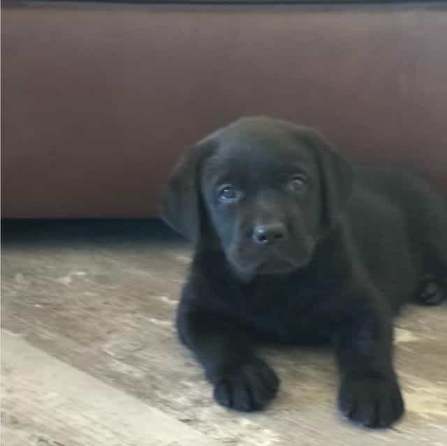 Puppy 1 - Labrador Retriever Male