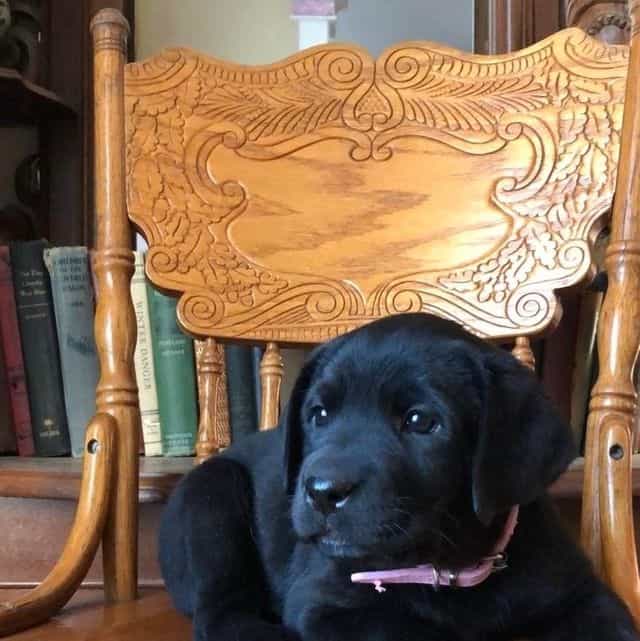 Puppy 2 - Labrador Retriever Female