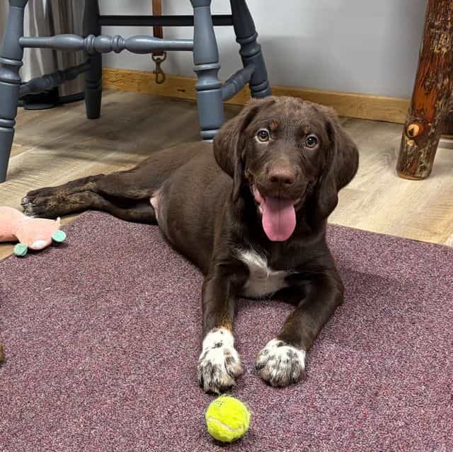Nala - Springador Female