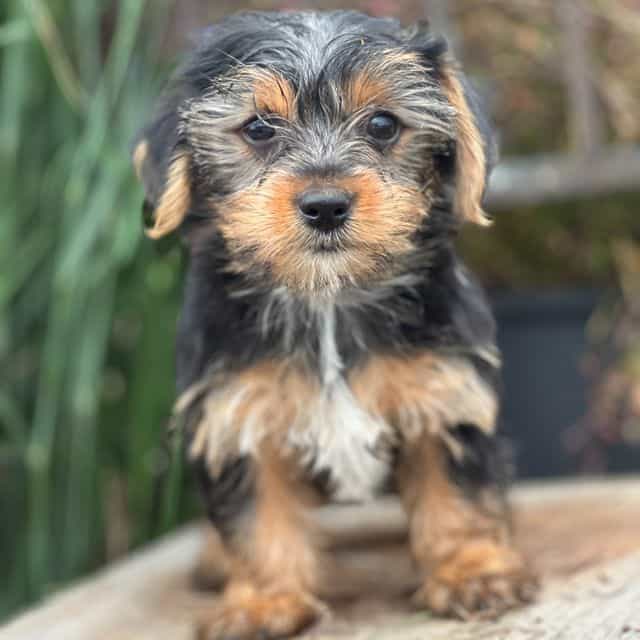 Millie - Yorkshire Terrier Female