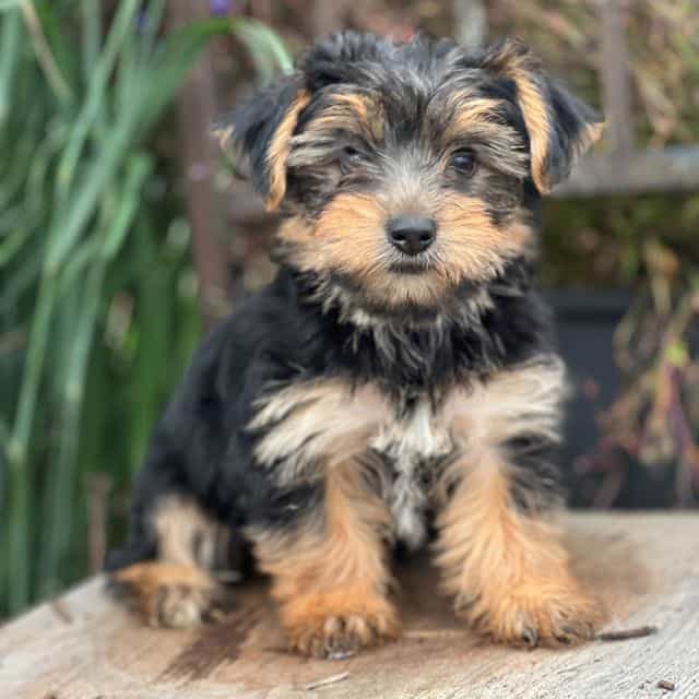 Maisie - Yorkshire Terrier Female