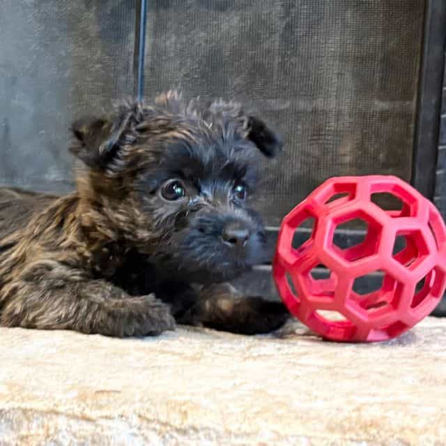 Kami - Cairn Terrier Female