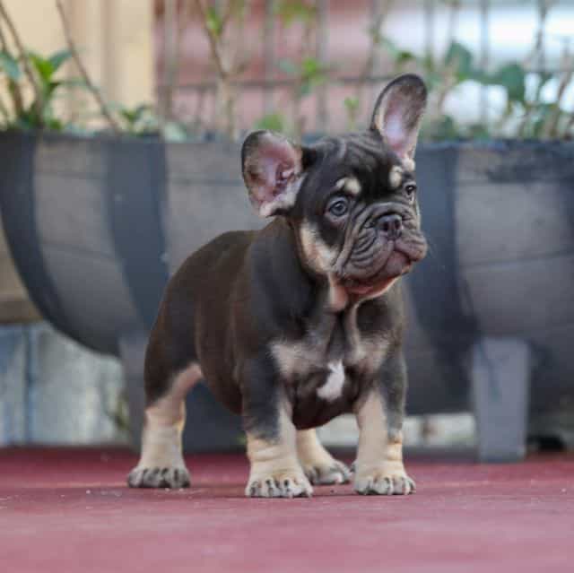 Audrey - French Bulldog Female