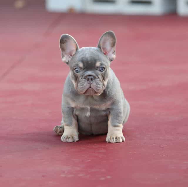 Prada - French Bulldog Female