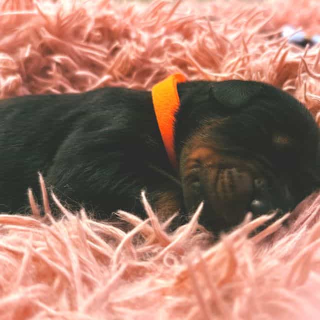 European Doberm - Doberman Pinscher Male