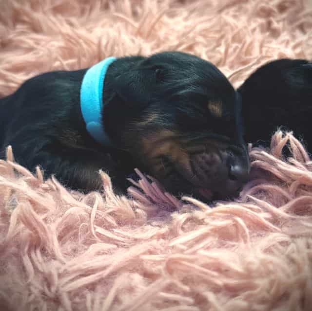 European Doberm - Doberman Pinscher Male