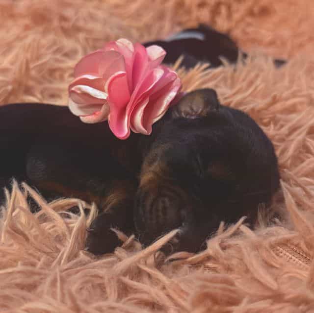 European Doberm - Doberman Pinscher Female